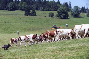 Dairy Farmers mountain milk -Auvergne-MILK COW-UHT-MOUNTAIN-DAIRY-SLVA